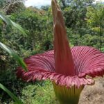 Raflesia Amorphophallus titanum Kembali Mekar Di Nagari Kotorantang Kecamatan Palupuh