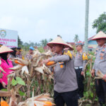 Dukung Program Ketahanan Pangan Nasional, Kapolres Payakumbuh dan Ketua Bhayangkari Cabang Payakumbuh Panen Jagung di Kebun P2L