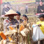Dukung Ketahanan Pangan, Dansat Brimob Polda Sumbar Pimpin Panen Jagung Di Padang Tujuh