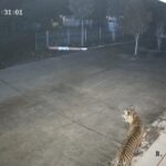 Malam ini, Terekam CCTV BRIN Koto Tabang, Seekor Harimau Mengendap-endap Dekat Perkantoran GAW Koto Tabang, Nagari Koto Rantang